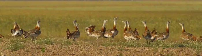 Framed Print : Great Bustard (Otis tarda) adult males, sparring group in field, Spain, june Framed Print : Great Bustard (Otis tarda) adult males, sparring group in field, Spain, june