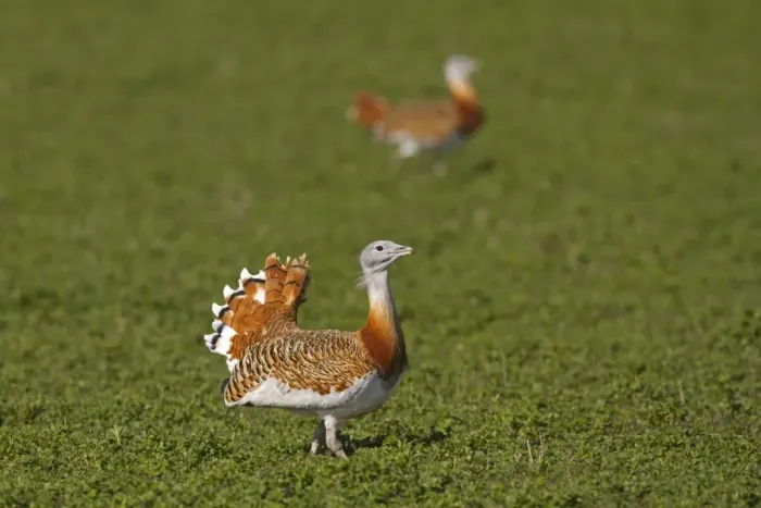 Framed Print : Great Bustard (Otis tarda) two adult males, strutting and about to join fight, Castilla y Leon, Spain, March