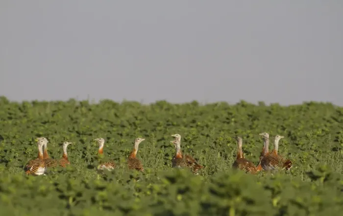 Framed Print : Great Bustard (Otis tarda) flock, standing amongst weeds in sunflower field, Northern Spain, july
