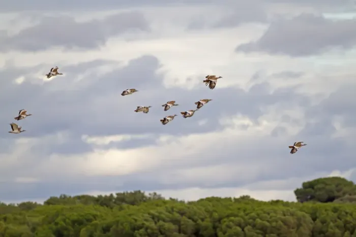 Framed Print : Great Bustard (Otis tarda) flock, in flight, Northern Spain, November Framed Print : Great Bustard (Otis tarda) flock, in flight, Northern Spain, November