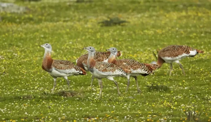 Framed Print : Great Bustard (Otis tarda) immature males, flock walking, Extremadura, Spain, april