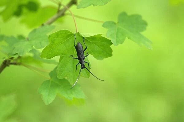 Great Capricorn Beetle (Cerambyx cerdo) adult, resting on leaf, Tulcea, Danube Delta, Dobrogea, Romania, may