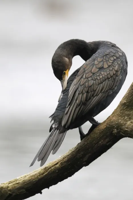 Framed Print : Great Cormorant (Phalacrocorax carbo) adult, preening, perched on branch overhanging inland lake, Midlands, England, october