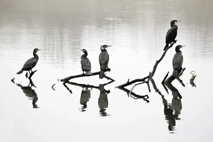 Framed Print : Great Cormorant (Phalacrocorax carbo) five adults, perched on branches in inland lake, Midlands, England, april