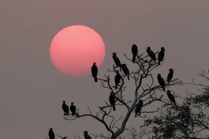 Framed Print : Great Cormorant (Phalacrocorax carbo) flock, roosting in tree, silhouetted at sunset, Mai Po Nature Reserve, Hong Kong, China, november Framed Print : Great Cormorant (Phalacrocorax carbo) flock, roosting in tree, silhouetted at sunset, Mai Po Nature Reserve, Hong Kong, China, november