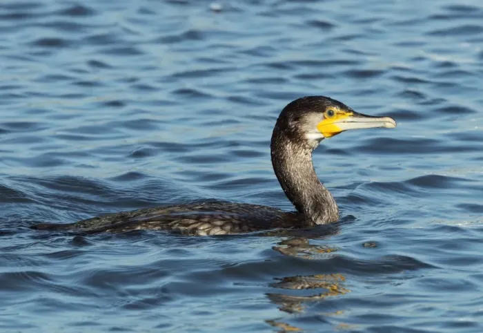 Framed Print : Great Cormorant (Phalacrocorax carbo) immature, swimming at sea, Keyhaven, Hampshire, England, october