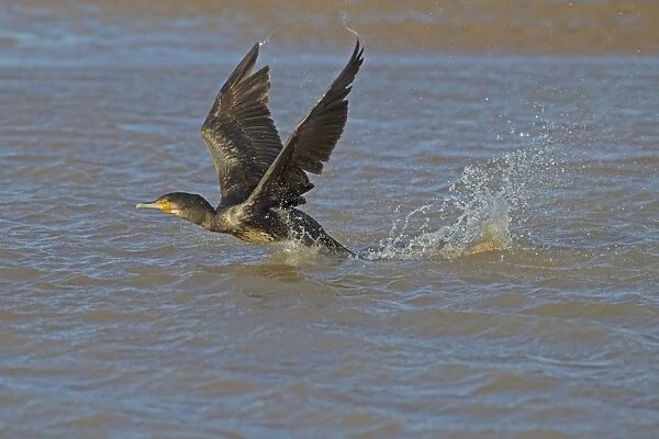 Great Cormorant (Phalacrocorax carbo) juvenile, taking off from tidal creek, Norfolk, England, February