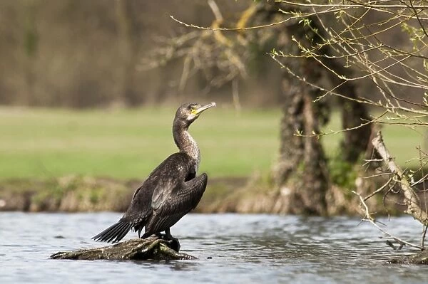 Great Cormorant (Phalacrocorax carbo) juvenile, standing on exposed tree roots in river, River Cray