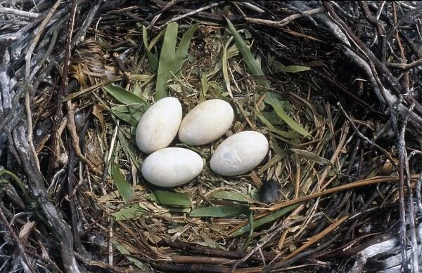 Great Cormorant (Phalacrocorax carbo) Nest with four eggs