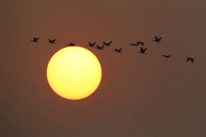 Framed Print : Great Cormorant (Phalacrocorax carbo sinensis) thirteen, in flight, silhouetted against setting sun, Hong Kong, China, december Framed Print : Great Cormorant (Phalacrocorax carbo sinensis) thirteen, in flight, silhouetted against setting sun, Hong Kong, China, december