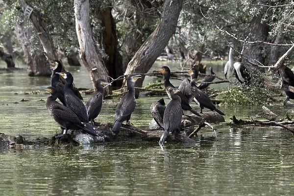 Great Cormorants Some adult breeding plumage, non breeding and Juvenile pluamge
