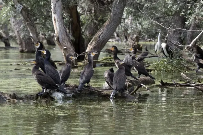 Framed Print : Great Cormorants Some adult breeding plumage, non breeding and Juvenile pluamge