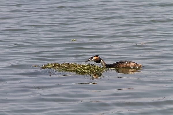 Great crested Grebe building a floating nest