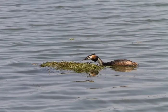 Framed Print : Great crested Grebe building a floating nest Framed Print : Great crested Grebe building a floating nest