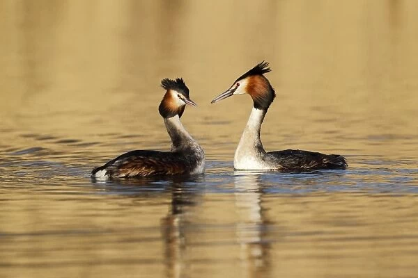 Great Crested Grebe (Podiceps cristatus) adult pair, breeding plumage, displaying on lake, Shropshire, England, March
