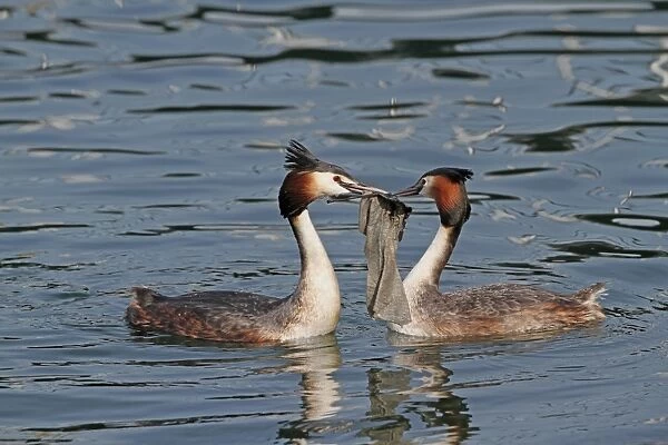 Great Crested Grebe (Podiceps cristatus) adult pair, breeding plumage, collecting nesting material using discarded