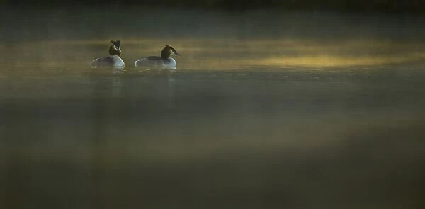 Great Crested Grebe (Podiceps cristatus) adult pair, breeding plumage, displaying, swimming in mist at dawn