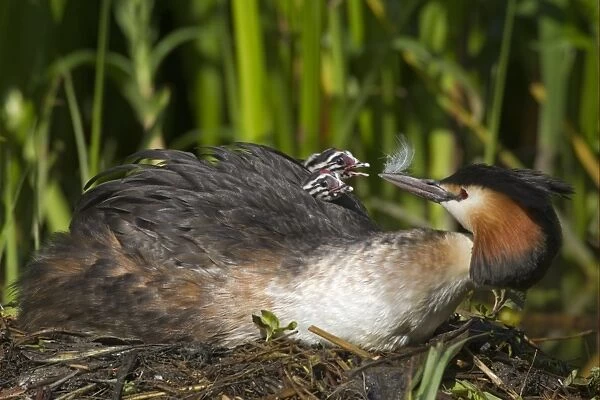 Great Crested Grebe (Podiceps cristatus) adult with chicks, parent offering feather to chick on back at nest, River Thames, England, may