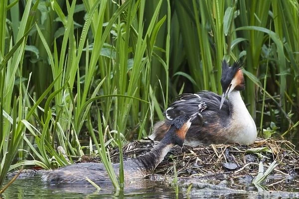 Great Crested Grebe (Podiceps cristatus) adult pair with chick, parent offering fish to chick on back of other parent at nest, River Thames, England, may