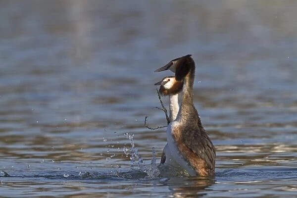Great Crested Grebe (Podiceps cristatus) adult pair, with weed offering, in courtship display on water, River Thames, Henley-on-Thames, Thames Valley, Oxfordshire, England, march
