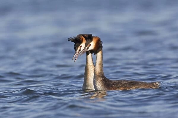 Great Crested Grebe (Podiceps cristatus) adult pair, in courtship display on water, River Thames, Henley-on-Thames, Thames Valley, Oxfordshire, England, april