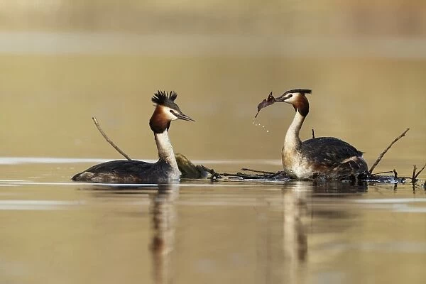 Great Crested Grebe (Podiceps cristatus) adult pair, building nest, Shropshire, England, March