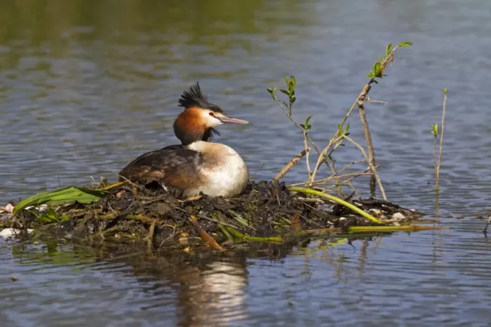 Framed Print : Great Crested Grebe (Podiceps cristatus) adult, sitting at nest on river backwater, River Thames, Berkshire, England Framed Print : Great Crested Grebe (Podiceps cristatus) adult, sitting at nest on river backwater, River Thames, Berkshire, England