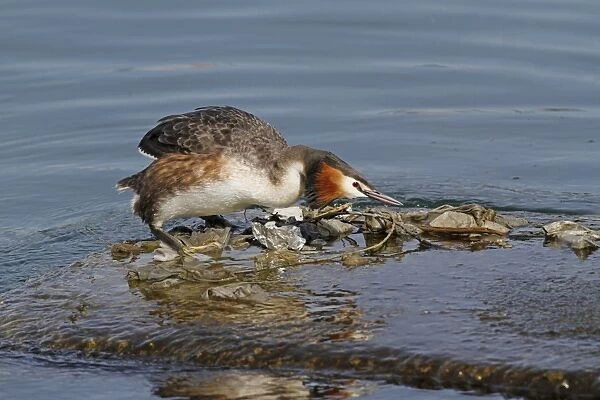 Great Crested Grebe (Podiceps cristatus) adult, breeding plumage, building nest using discarded rubbish floating