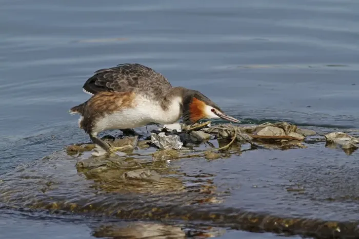 Framed Print : Great Crested Grebe (Podiceps cristatus) adult, breeding plumage, building nest using discarded rubbish floating Framed Print : Great Crested Grebe (Podiceps cristatus) adult, breeding plumage, building nest using discarded rubbish floating