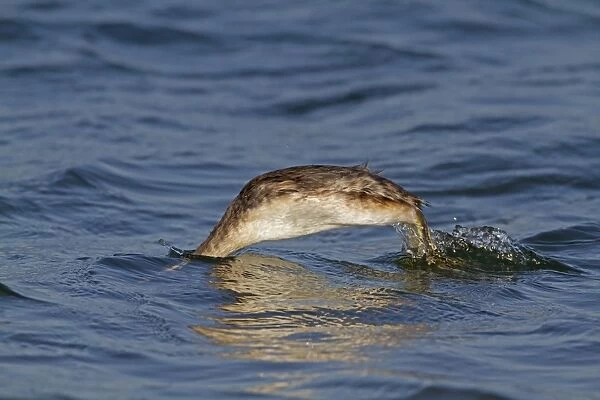Great Crested Grebe (Podiceps cristatus) adult, non-breeding plumage, diving in sea (2 of 3 in sequence), Norfolk