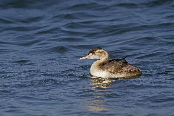 Great Crested Grebe (Podiceps cristatus) adult, non-breeding plumage, diving in sea (1 of 3 in sequence), Norfolk