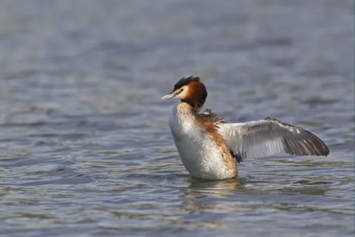 Framed Print : Great Crested Grebe (Podiceps cristatus) adult, wing stretching and flapping after preening on water, River Thames, Henley-on-Thames, Thames Valley, Oxfordshire, England, april Framed Print : Great Crested Grebe (Podiceps cristatus) adult, wing stretching and flapping after preening on water, River Thames, Henley-on-Thames, Thames Valley, Oxfordshire, England, april