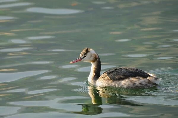 Great Crested Grebe (Podiceps cristatus) adult, winter plumage, swimming, Italy, february