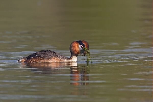 Great Crested Grebe (Podiceps cristatus) adult, with weed offering, in courtship display on water, River Thames, Henley-on-Thames, Thames Valley, Oxfordshire, England, april