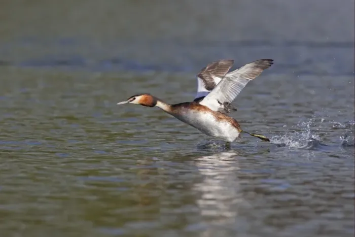 Framed Print : Great Crested Grebe (Podiceps cristatus) adult, taking off from water, River Thames, Henley-on-Thames, Thames Valley, Oxfordshire, England, april Framed Print : Great Crested Grebe (Podiceps cristatus) adult, taking off from water, River Thames, Henley-on-Thames, Thames Valley, Oxfordshire, England, april