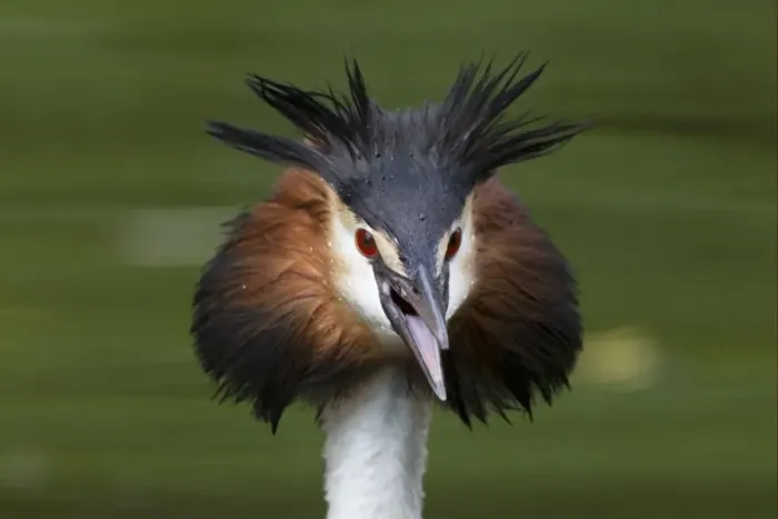 Framed Print : Great Crested Grebe (Podiceps cristatus) adult, close-up of head, with beak open and feathers erect in threat display, River Thames, England, may Framed Print : Great Crested Grebe (Podiceps cristatus) adult, close-up of head, with beak open and feathers erect in threat display, River Thames, England, may