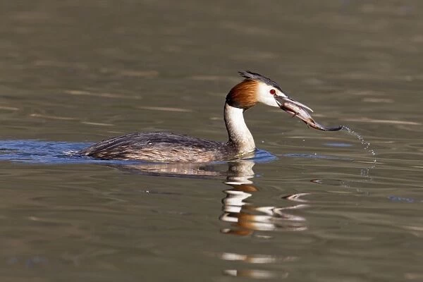 Great Crested Grebe (Podiceps cristatus) adult, swimming, with fish in beak, Powys, Wales, march