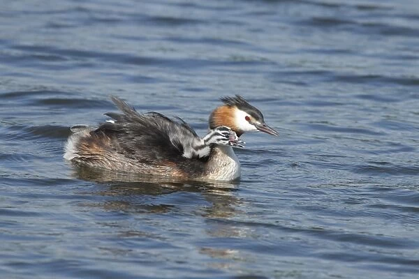 Great Crested Grebe (Podiceps cristatus) adult, carrying chick on back, swimming on lake, Norfolk, England, July