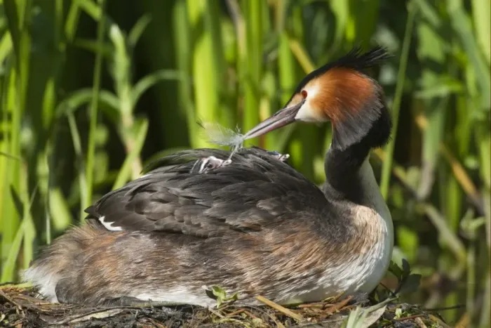 Framed Print : Great Crested Grebe (Podiceps cristatus) adult with chicks, parent offering feather to chick on back at nest, River Thames, England, may Framed Print : Great Crested Grebe (Podiceps cristatus) adult with chicks, parent offering feather to chick on back at nest, River Thames, England, may