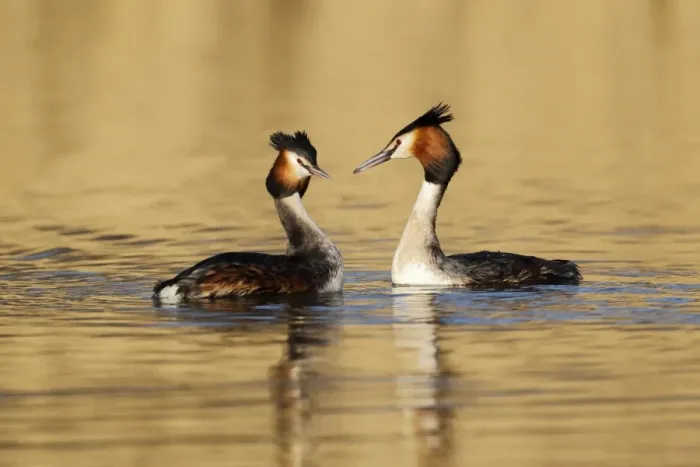 Framed Print : Great Crested Grebe (Podiceps cristatus) adult pair, breeding plumage, displaying on lake, Shropshire, England, March