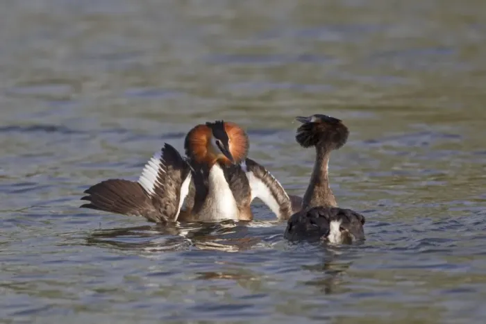 Framed Print : Great Crested Grebe (Podiceps cristatus) adult pair, with wings spread, in courtship display on water, River Thames, Henley-on-Thames, Thames Valley, Oxfordshire, England, april Framed Print : Great Crested Grebe (Podiceps cristatus) adult pair, with wings spread, in courtship display on water, River Thames, Henley-on-Thames, Thames Valley, Oxfordshire, England, april