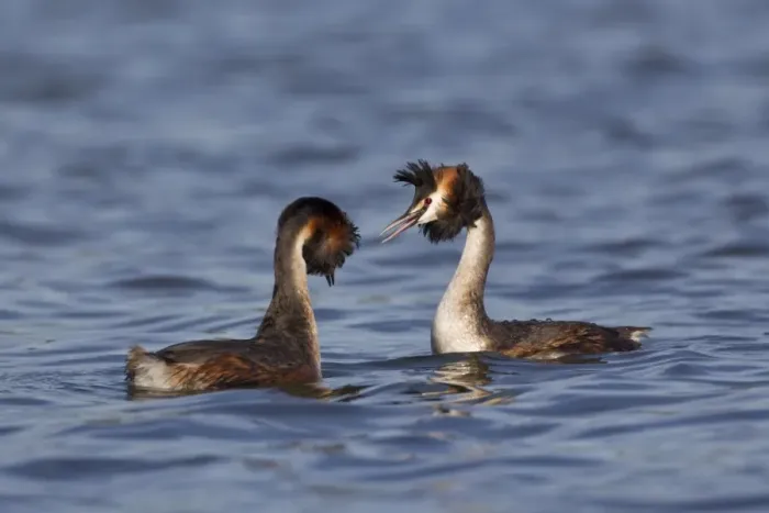 Framed Print : Great Crested Grebe (Podiceps cristatus) adult pair, head shaking, in courtship display on water, River Thames, Henley-on-Thames, Thames Valley, Oxfordshire, England, april Framed Print : Great Crested Grebe (Podiceps cristatus) adult pair, head shaking, in courtship display on water, River Thames, Henley-on-Thames, Thames Valley, Oxfordshire, England, april