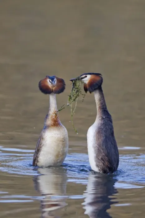 Framed Print : Great Crested Grebe (Podiceps cristatus) adult pair, with weed offering, in courtship display on water, Powys, Wales Framed Print : Great Crested Grebe (Podiceps cristatus) adult pair, with weed offering, in courtship display on water, Powys, Wales
