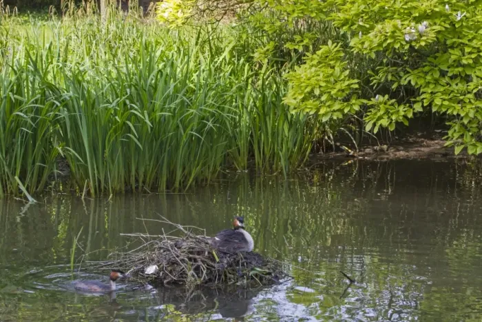 Framed Print : Great Crested Grebe (Podiceps cristatus) adult pair with chick, at nest in river backwater habitat, River Thames Framed Print : Great Crested Grebe (Podiceps cristatus) adult pair with chick, at nest in river backwater habitat, River Thames