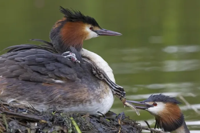 Framed Print : Great Crested Grebe (Podiceps cristatus) adult pair with chicks, parent offering fish to chick on back of other parent Framed Print : Great Crested Grebe (Podiceps cristatus) adult pair with chicks, parent offering fish to chick on back of other parent