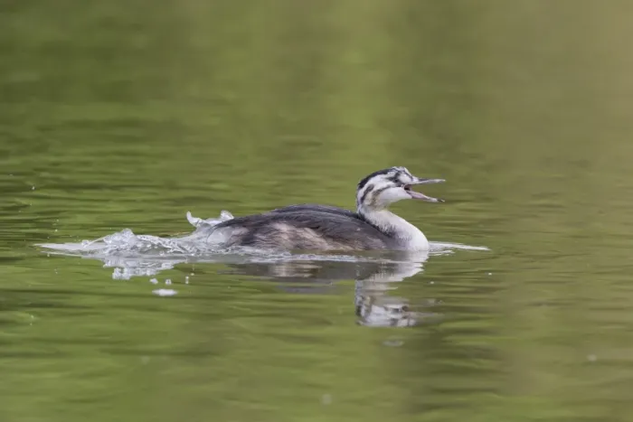 Framed Print : Great Crested Grebe (Podiceps cristatus) immature, swimming, kicking feet Framed Print : Great Crested Grebe (Podiceps cristatus) immature, swimming, kicking feet