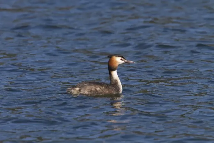 Framed Print : Great Crested Grebe -spring at Lackford Lakes, Suffolk Framed Print : Great Crested Grebe -spring at Lackford Lakes, Suffolk