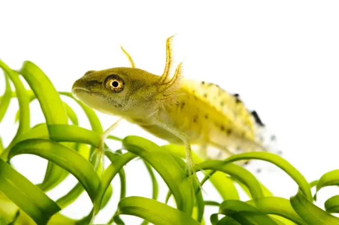 Framed Print : Great Crested Newt (Triturus cristatus) larva, clambering over pondweed, Wat Tyler Country Park, Essex, England Framed Print : Great Crested Newt (Triturus cristatus) larva, clambering over pondweed, Wat Tyler Country Park, Essex, England