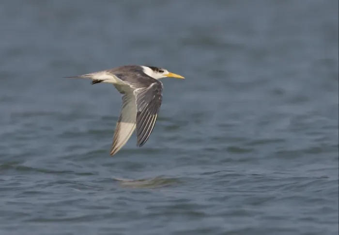 Framed Print : Great Crested Tern (Sterna bergii velox) adult, non-breeding plumage, in flight over water, Thailand, february Framed Print : Great Crested Tern (Sterna bergii velox) adult, non-breeding plumage, in flight over water, Thailand, february