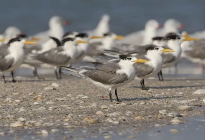 Framed Print : Great Crested Tern (Sterna bergii velox) adults, non-breeding plumage, flock standing at roost on shingle spit with Framed Print : Great Crested Tern (Sterna bergii velox) adults, non-breeding plumage, flock standing at roost on shingle spit with